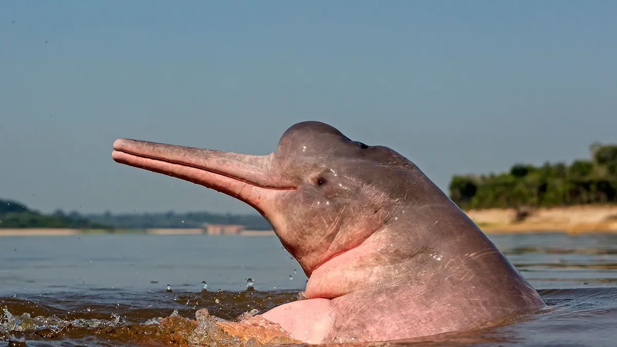 27-best-amazon-river-dolphin-facts