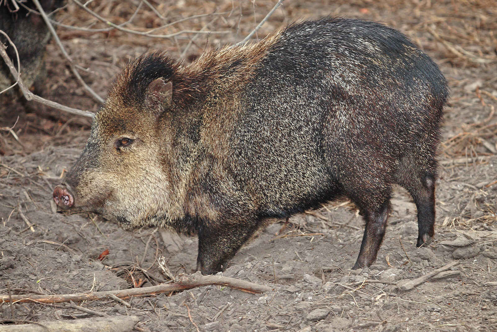 27-best-javelinas-facts
