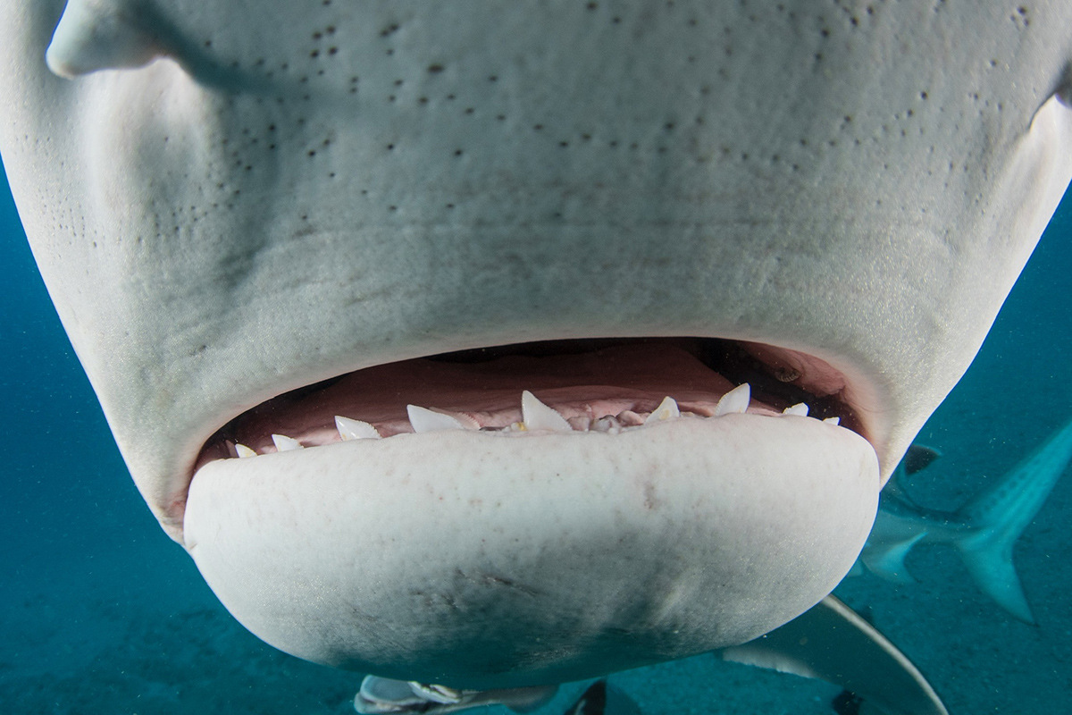 7 Cool Facts About Hammerhead Sharks - FECOP