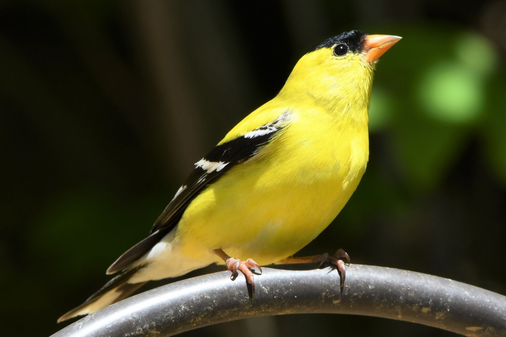 28-amazing-facts-about-the-goldfinch