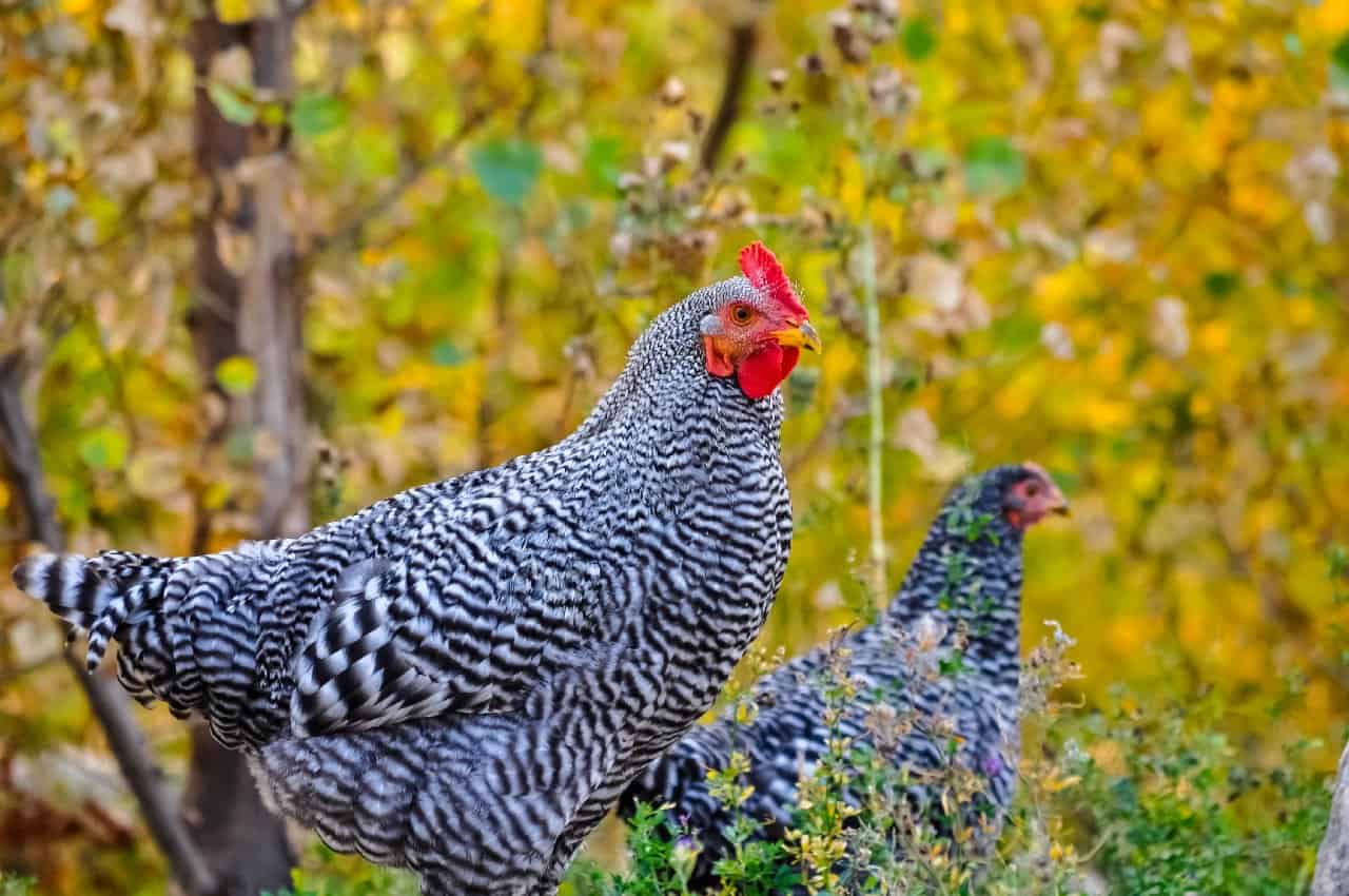 28-amazing-plymouth-rock-chicken-facts