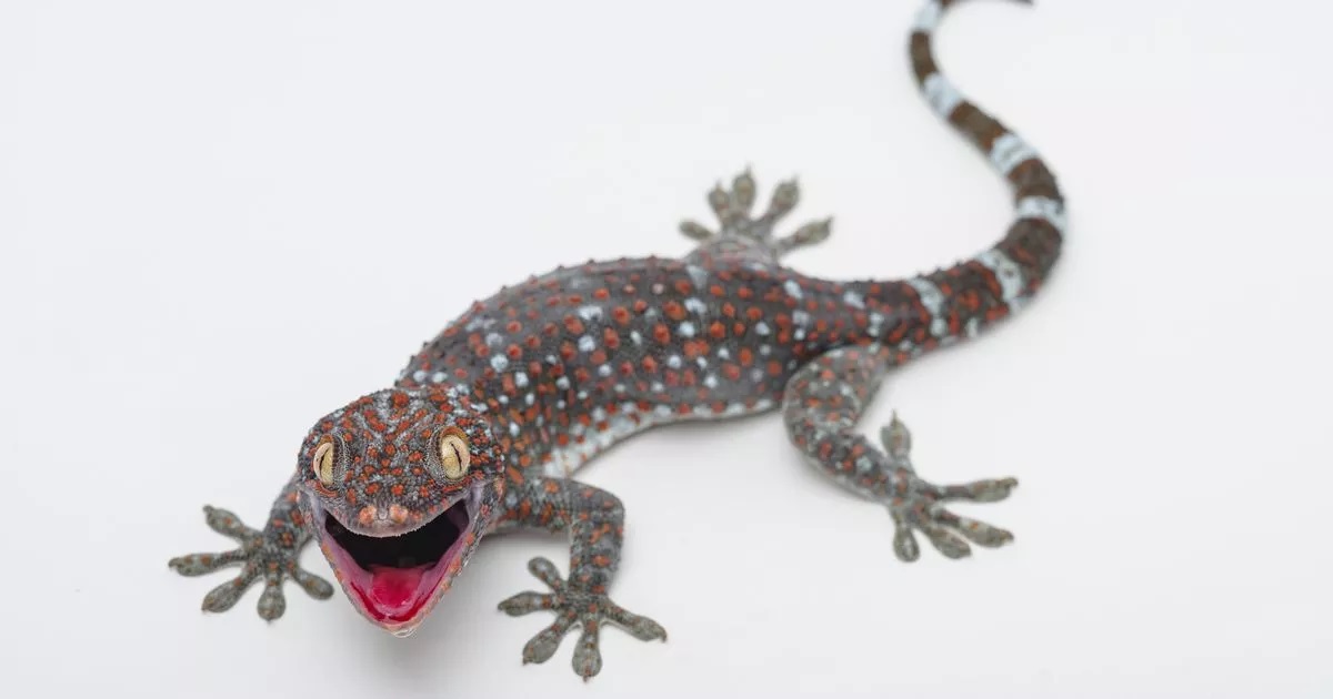29-amazing-facts-about-lizards