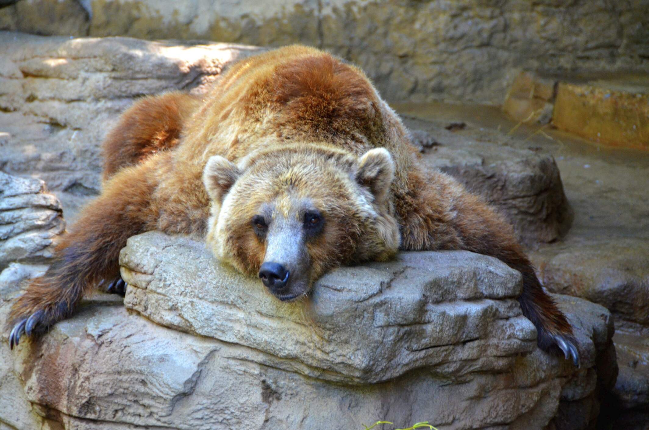 30-amazing-facts-about-bears-hibernating