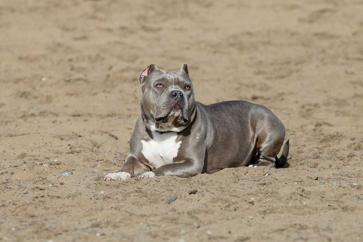 15 Interesting Facts About The Blue Nose Pitbull – Innovet Pet