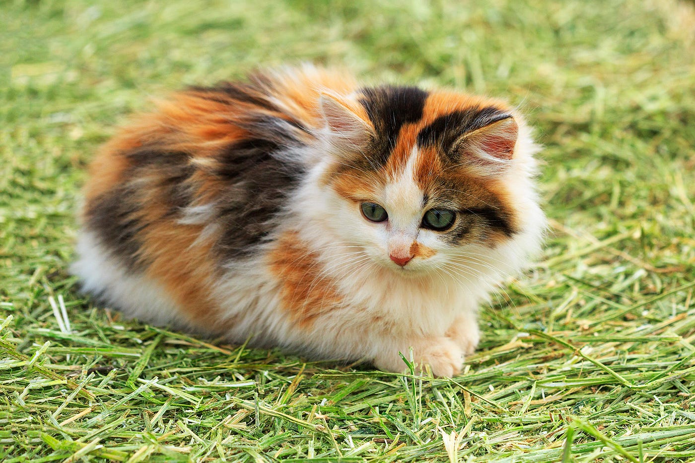 31 Amazing Facts About Calico Cats - Facts.net