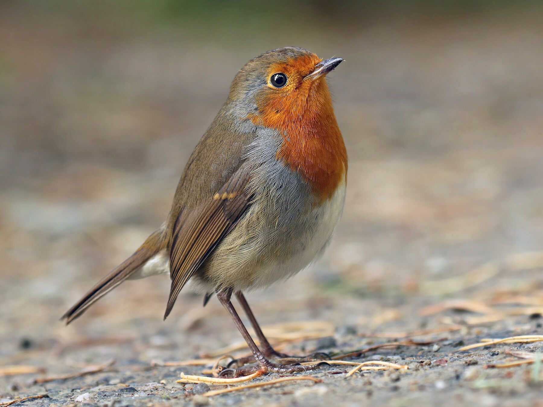 31-best-robins-facts
