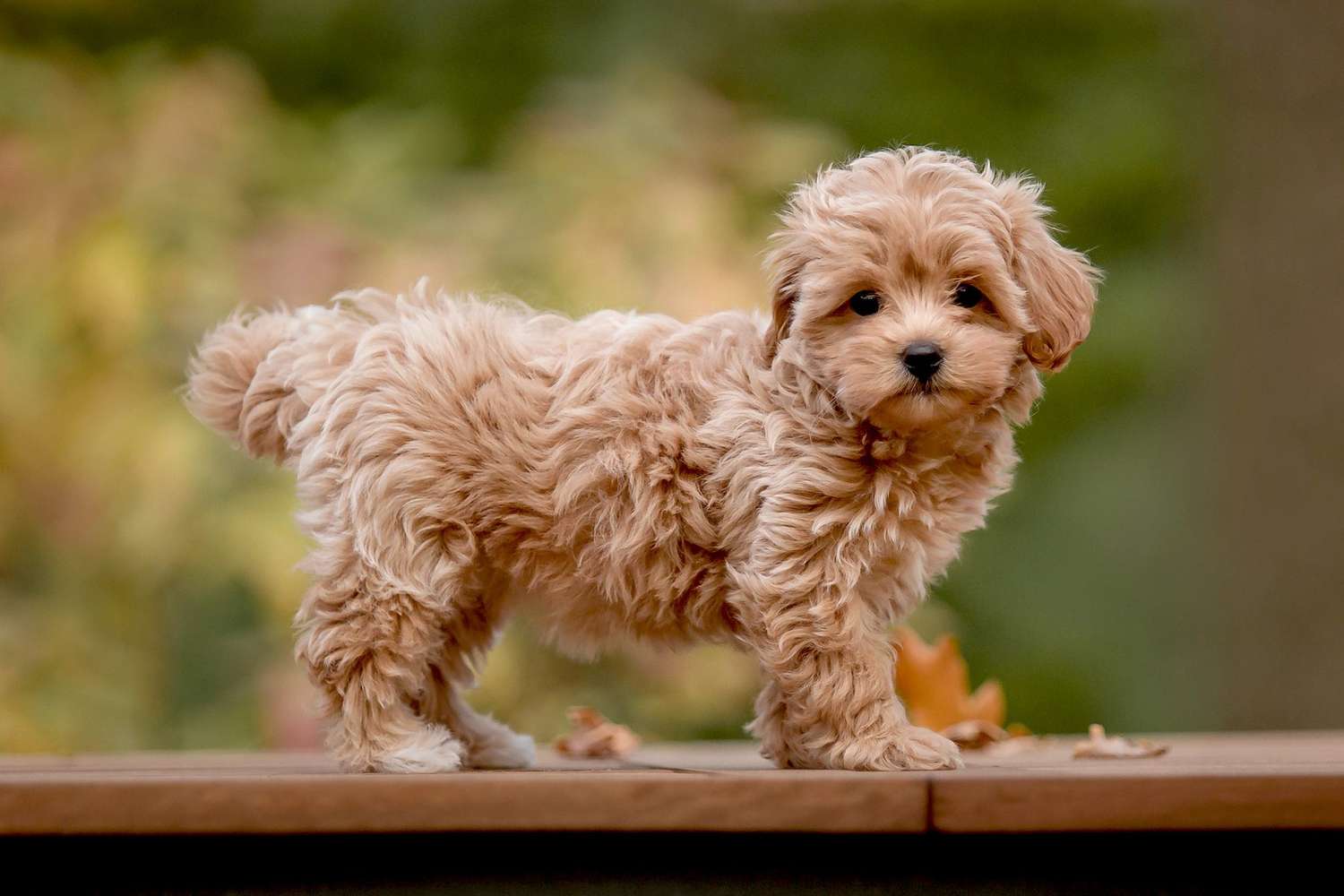31-great-maltipoo-facts