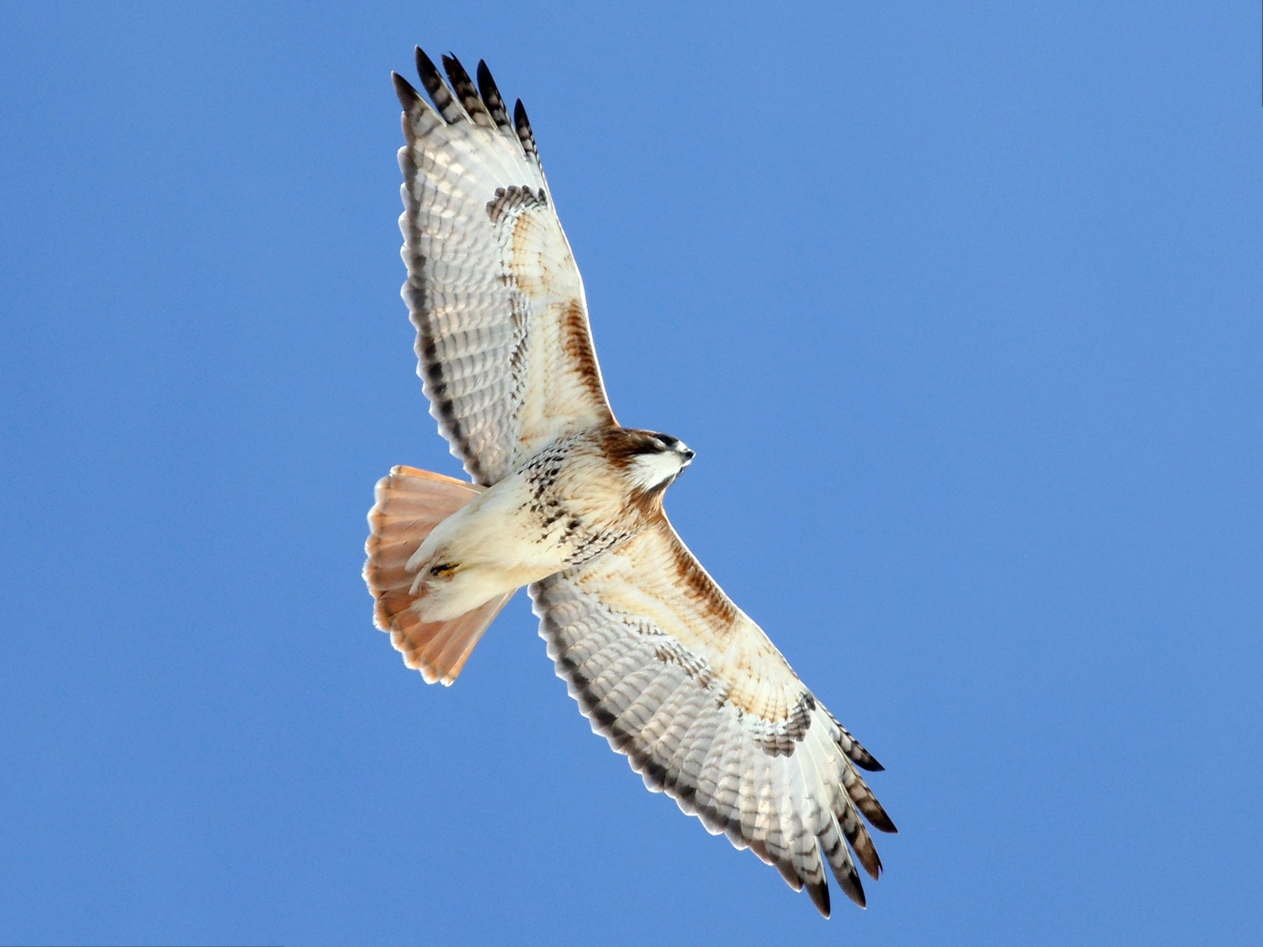 33-best-red-tailed-hawk-facts