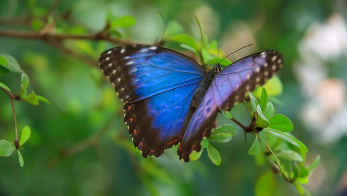 33-great-blue-morpho-butterfly-facts