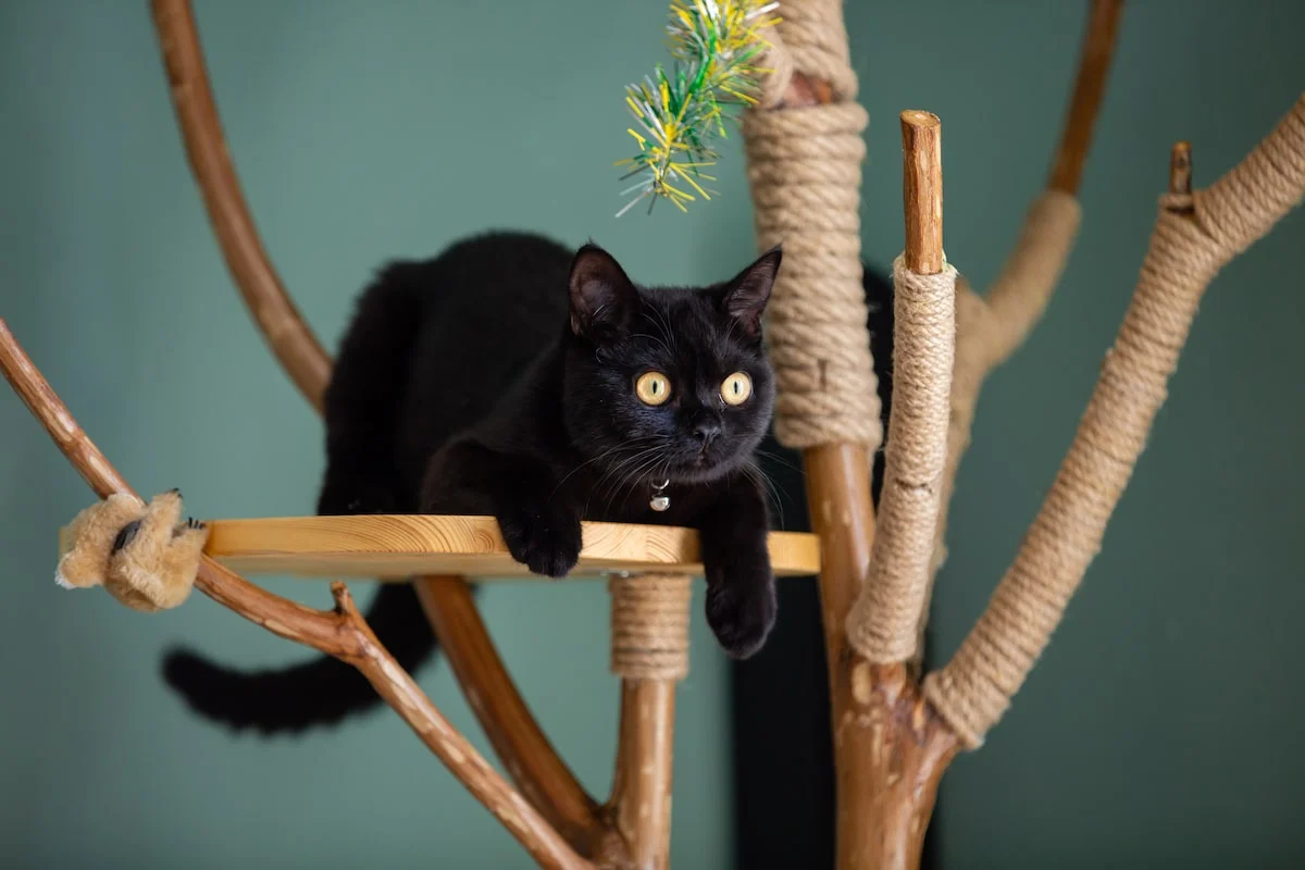 5-best-cat-trees-for-apartments