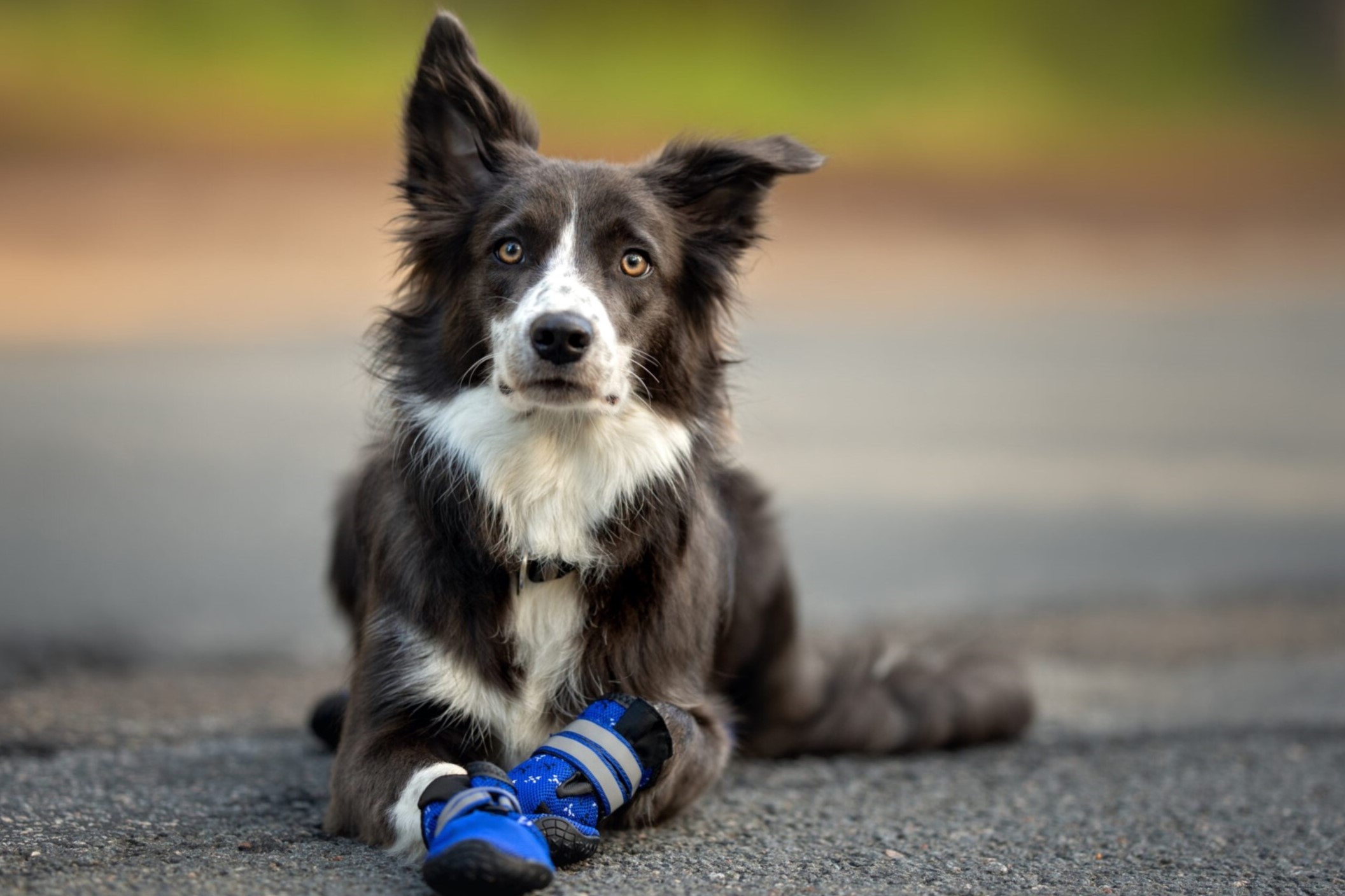 The Best Dog Boots For 2024