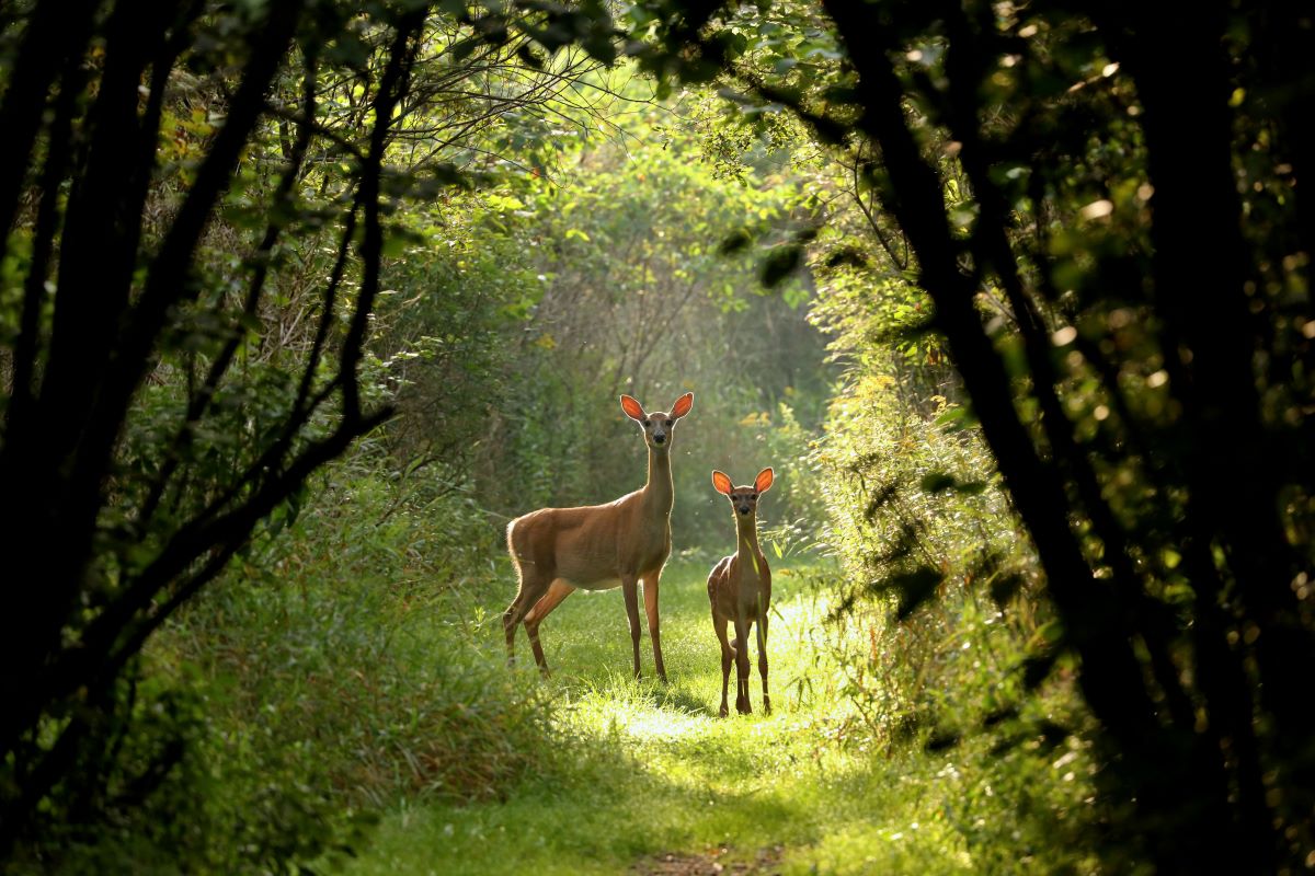 8-facts-about-local-wildlife-and-natural-reserves-in-yonkers-new-york