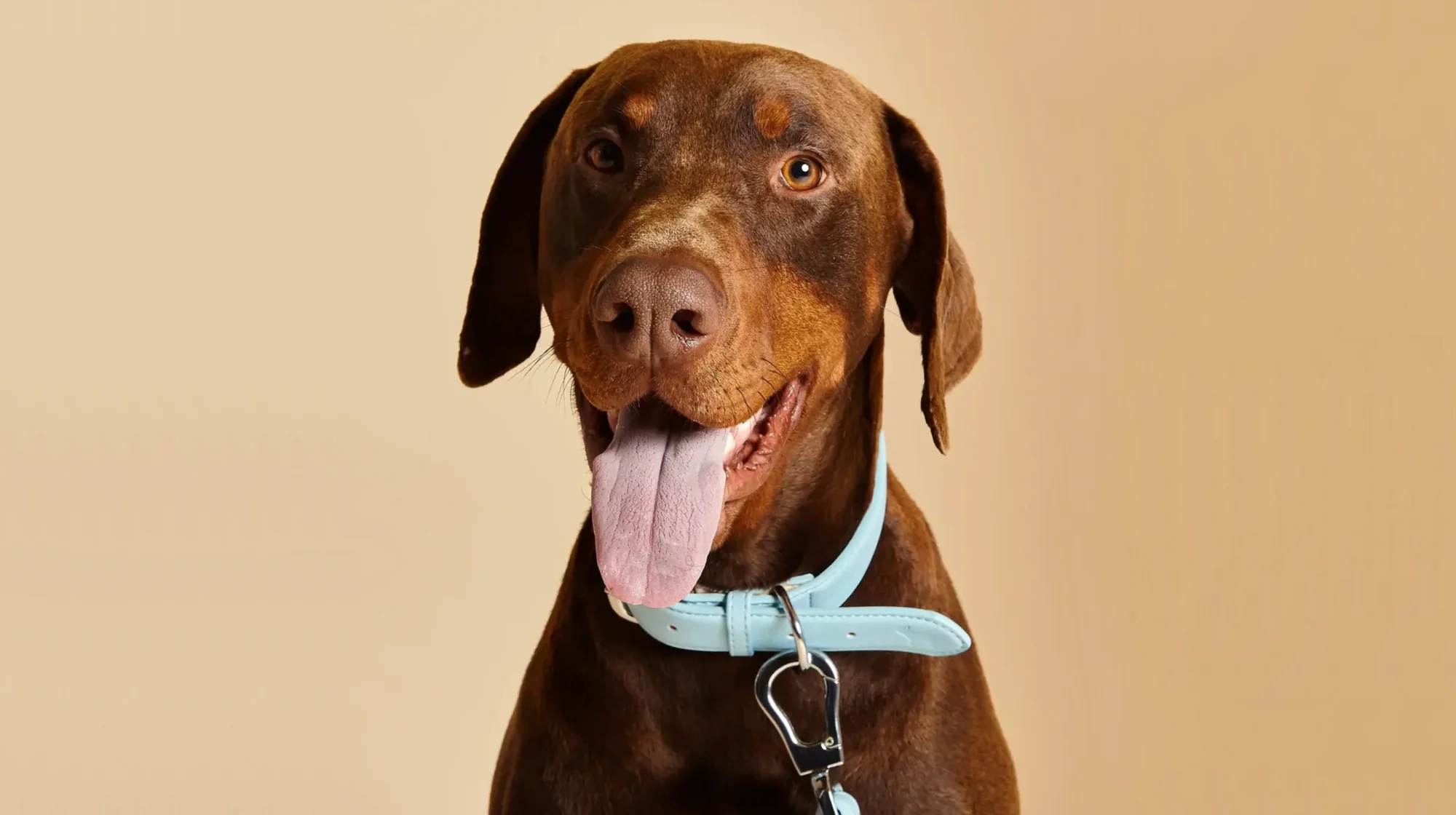 9-best-dog-collar