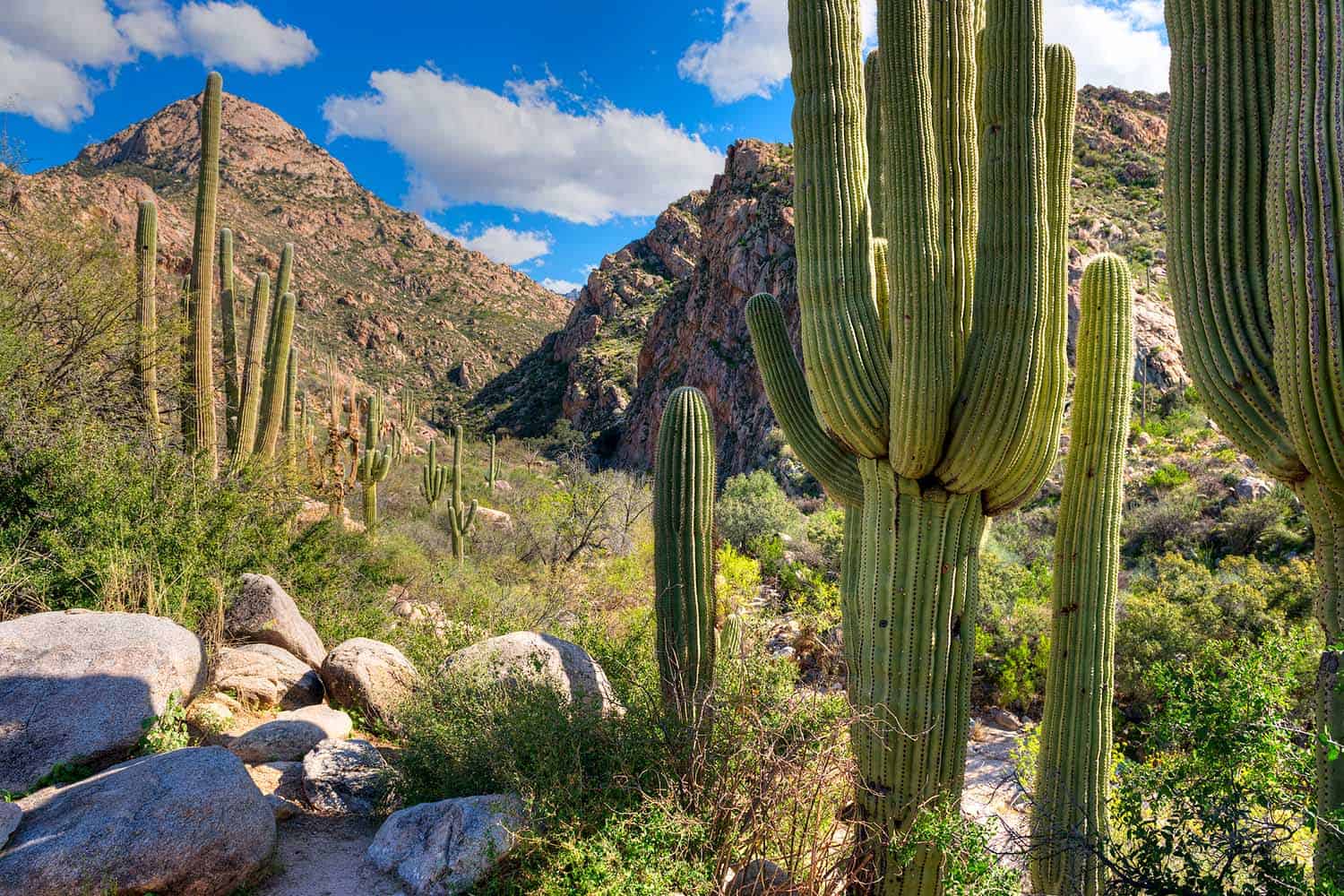 9-facts-about-environmental-initiatives-in-oro-valley-arizona