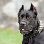 10 Facts about the Most Dangerous Dogs in the World 