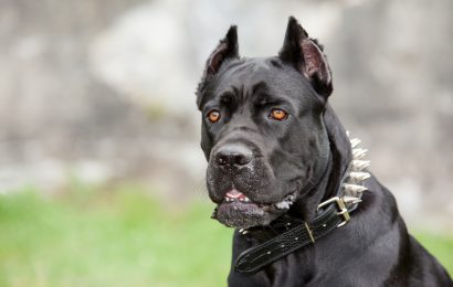 10 Facts about the Most Dangerous Dogs in the World 