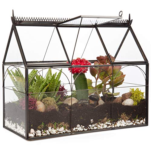 5 Best Terrarium