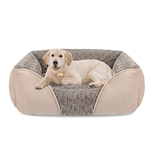 6 Best Dog Beds