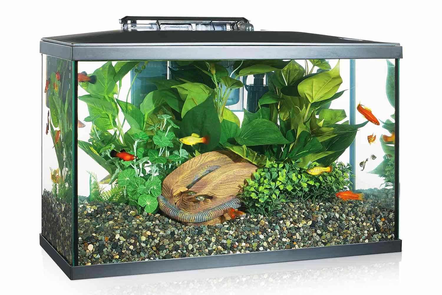 10-best-betta-fish-tanks