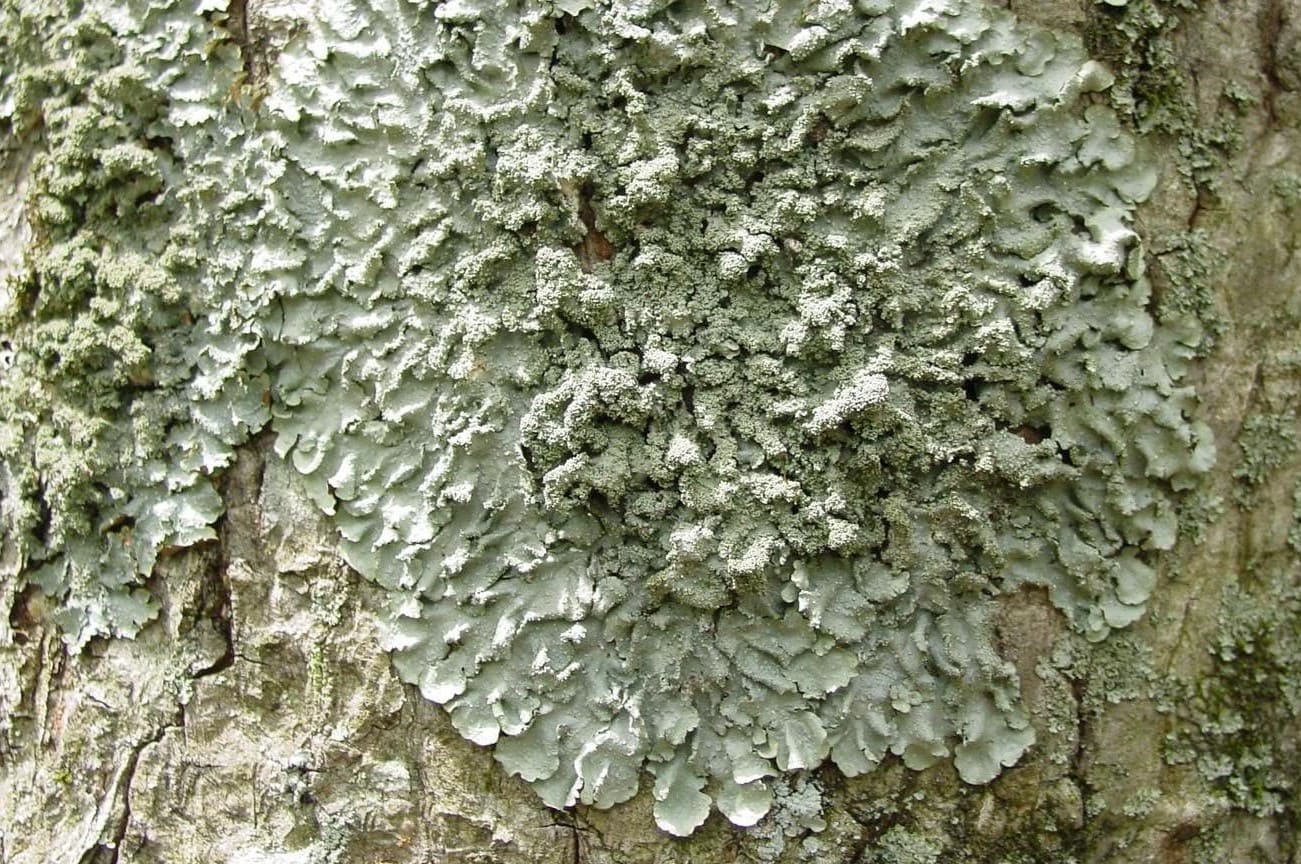 10-facts-about-lichens