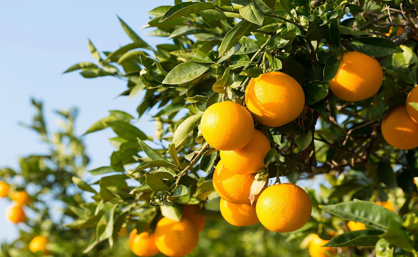 10-florida-citrus-facts