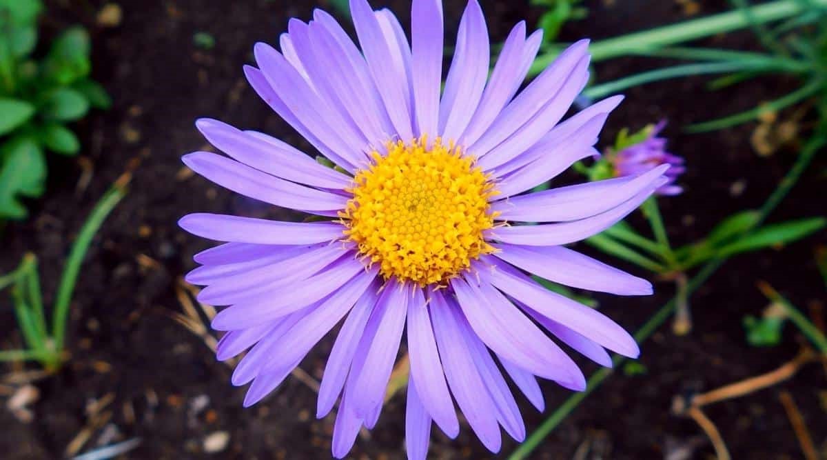 11-aster-flower-facts