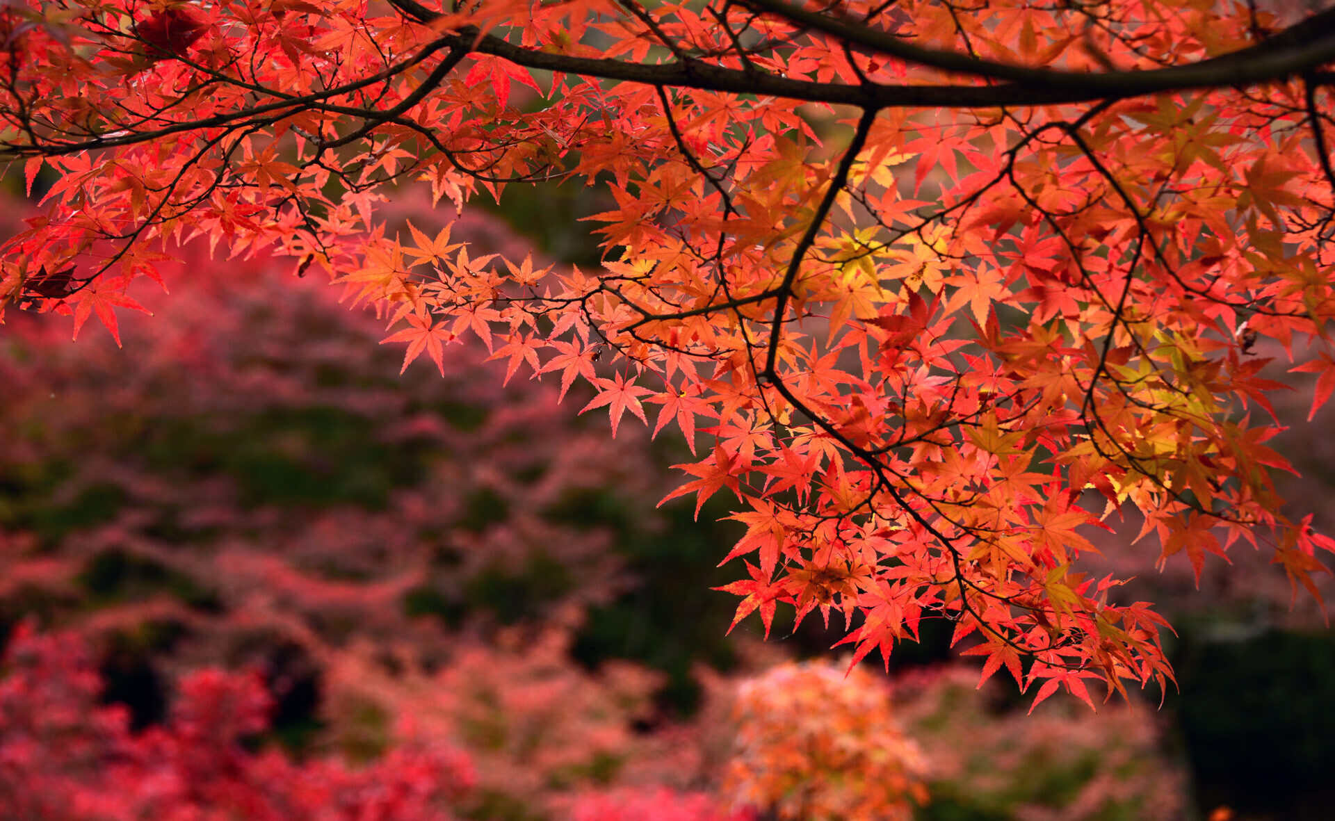 11-facts-about-japanese-maple-trees