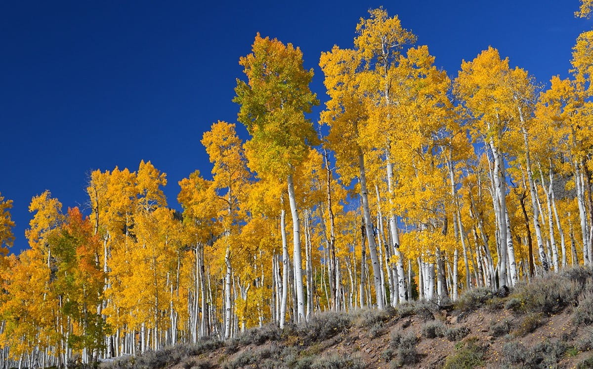 11-fun-facts-about-aspen-trees