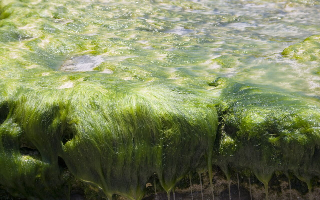 11-interesting-facts-about-green-algae