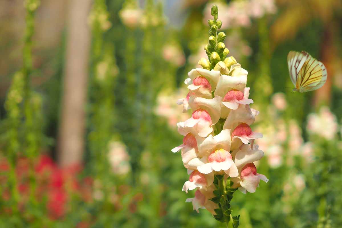 11-snapdragon-flower-facts