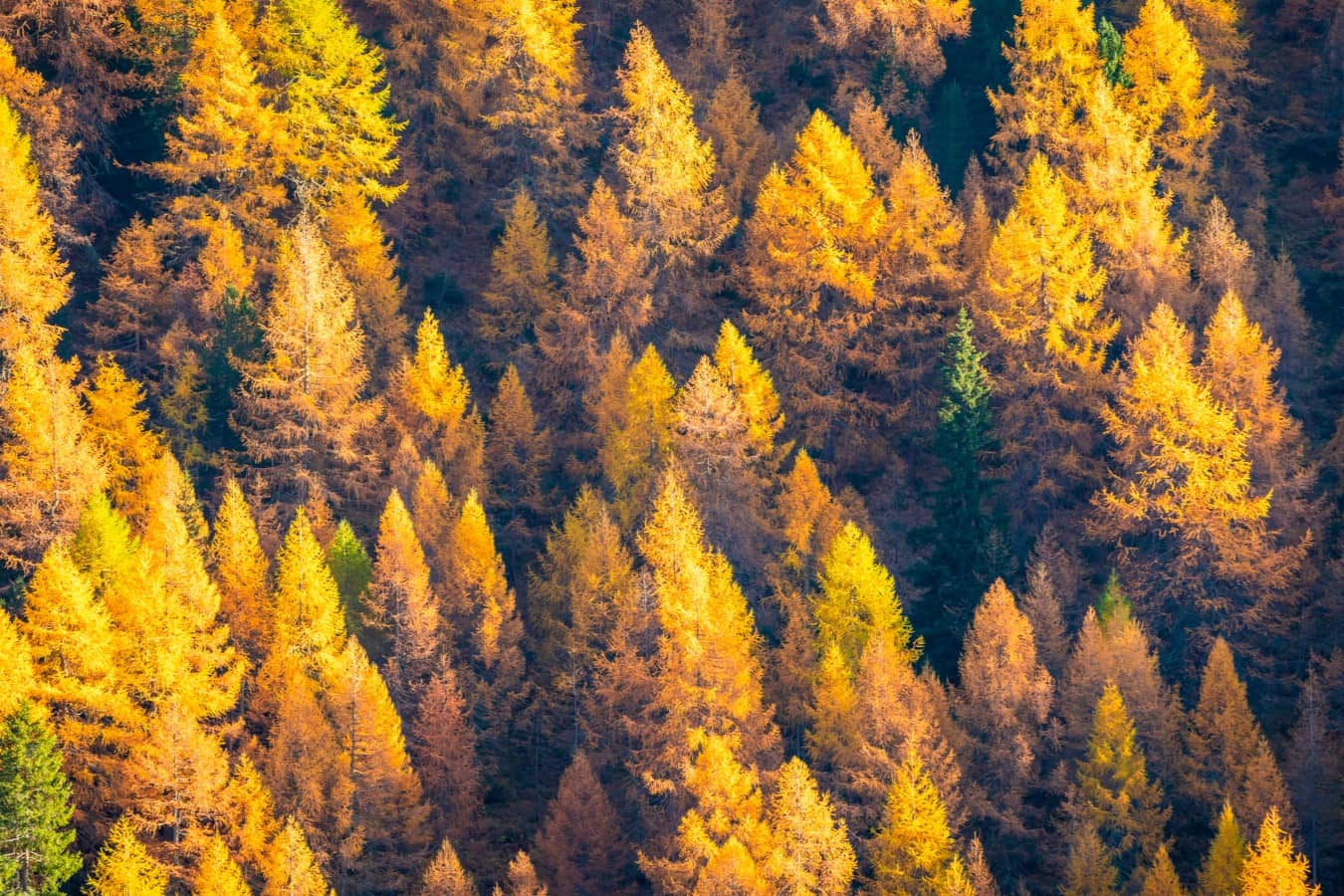 11-yellow-pine-tree-facts