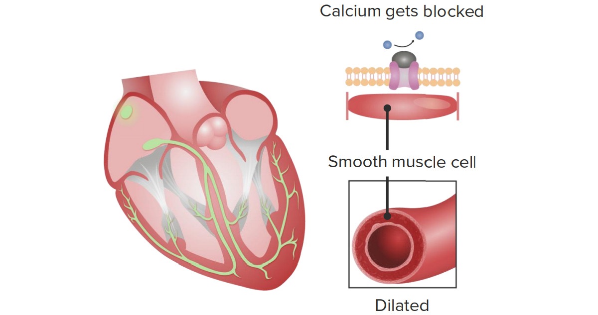 12-facts-you-must-know-about-calcium-channel-blockers