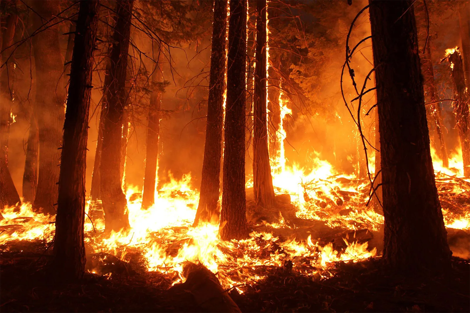 13-amazing-wildfire-facts