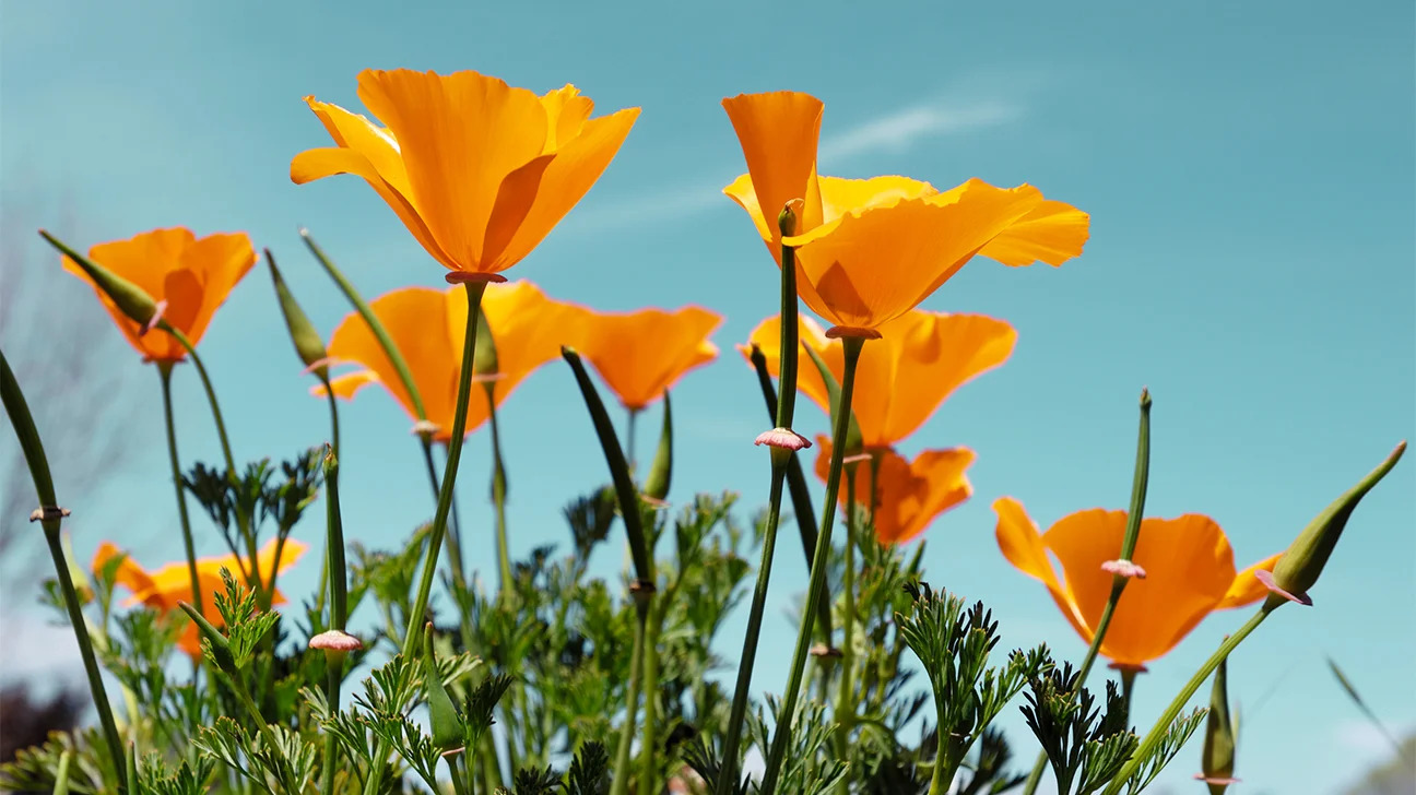 15-facts-about-the-golden-poppy