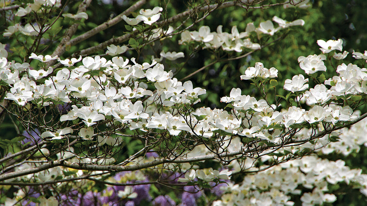 15-interesting-facts-about-dogwood-trees