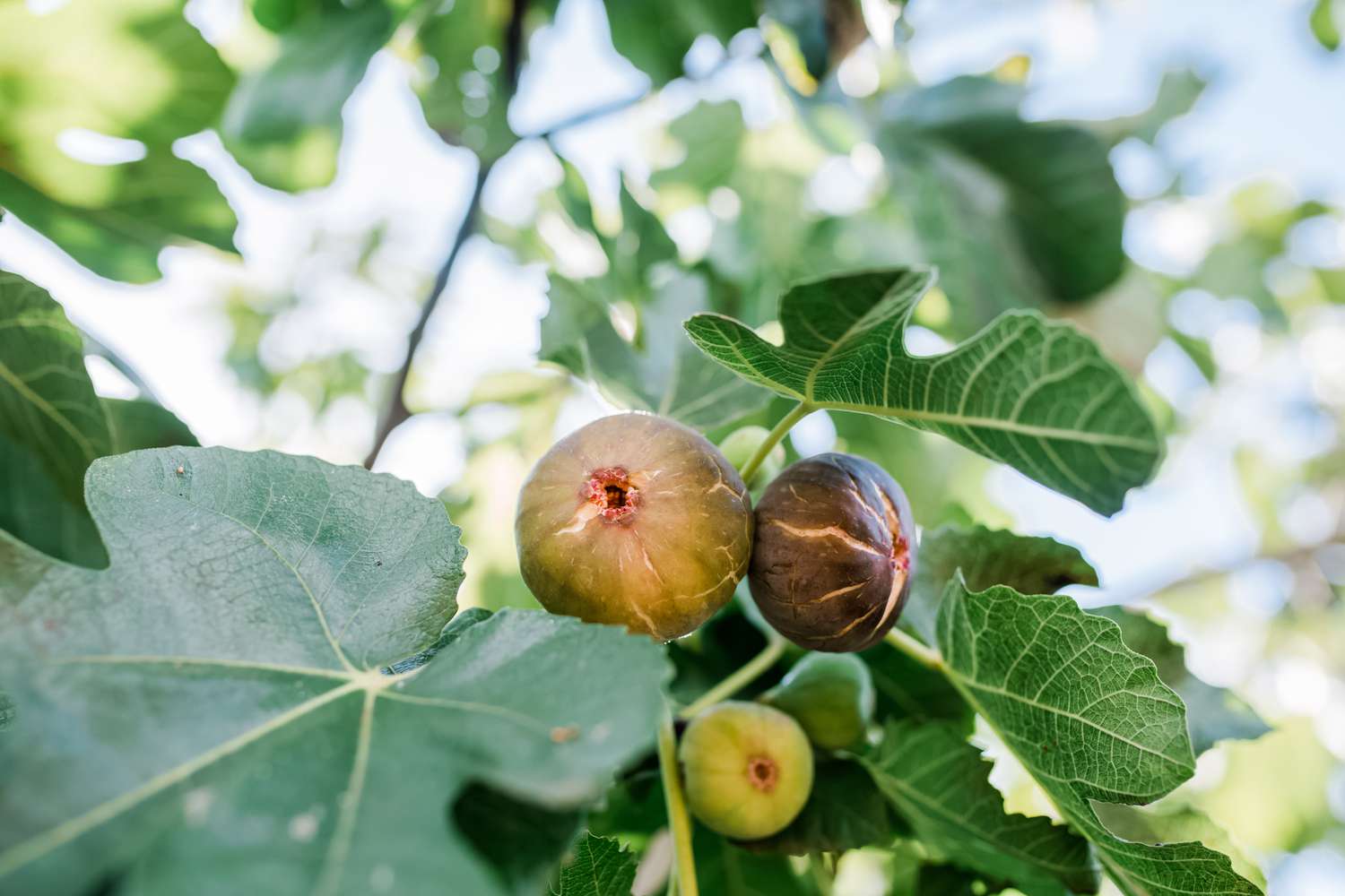 15-interesting-facts-about-fig-trees