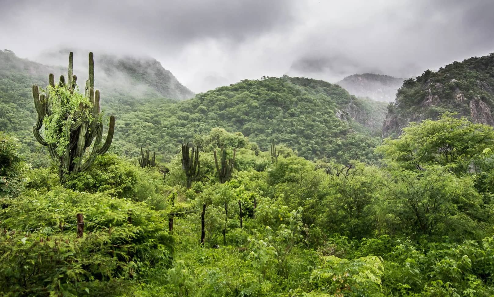 15-interesting-facts-about-tropical-dry-forests