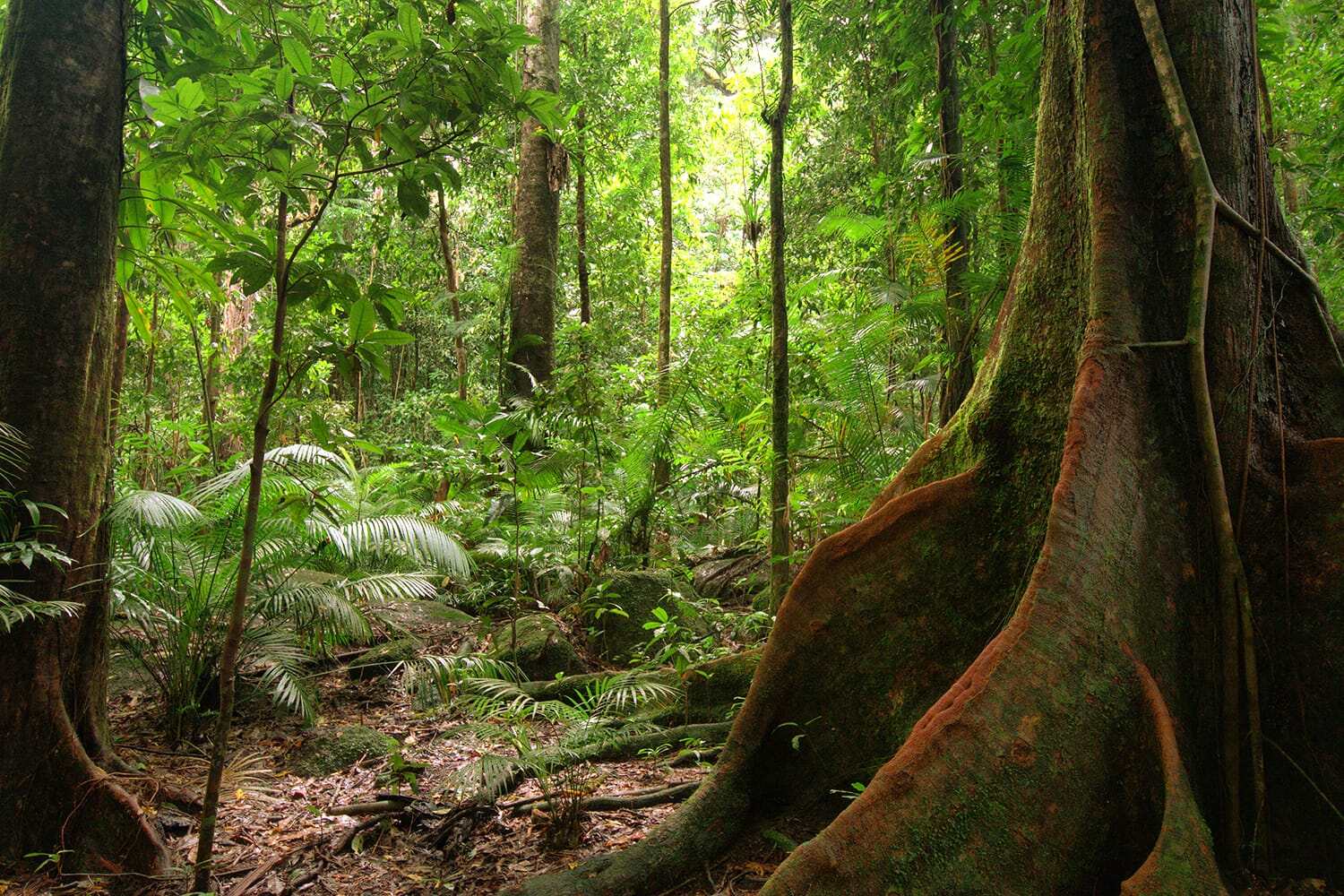 15-interesting-facts-on-the-daintree-rainforest