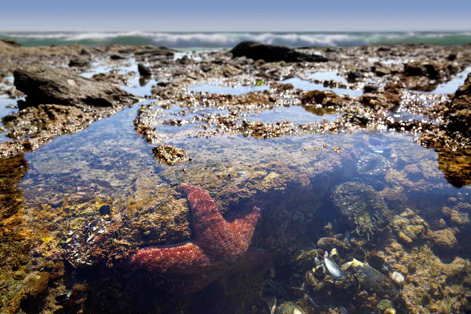 15-tide-pool-facts-for-kids