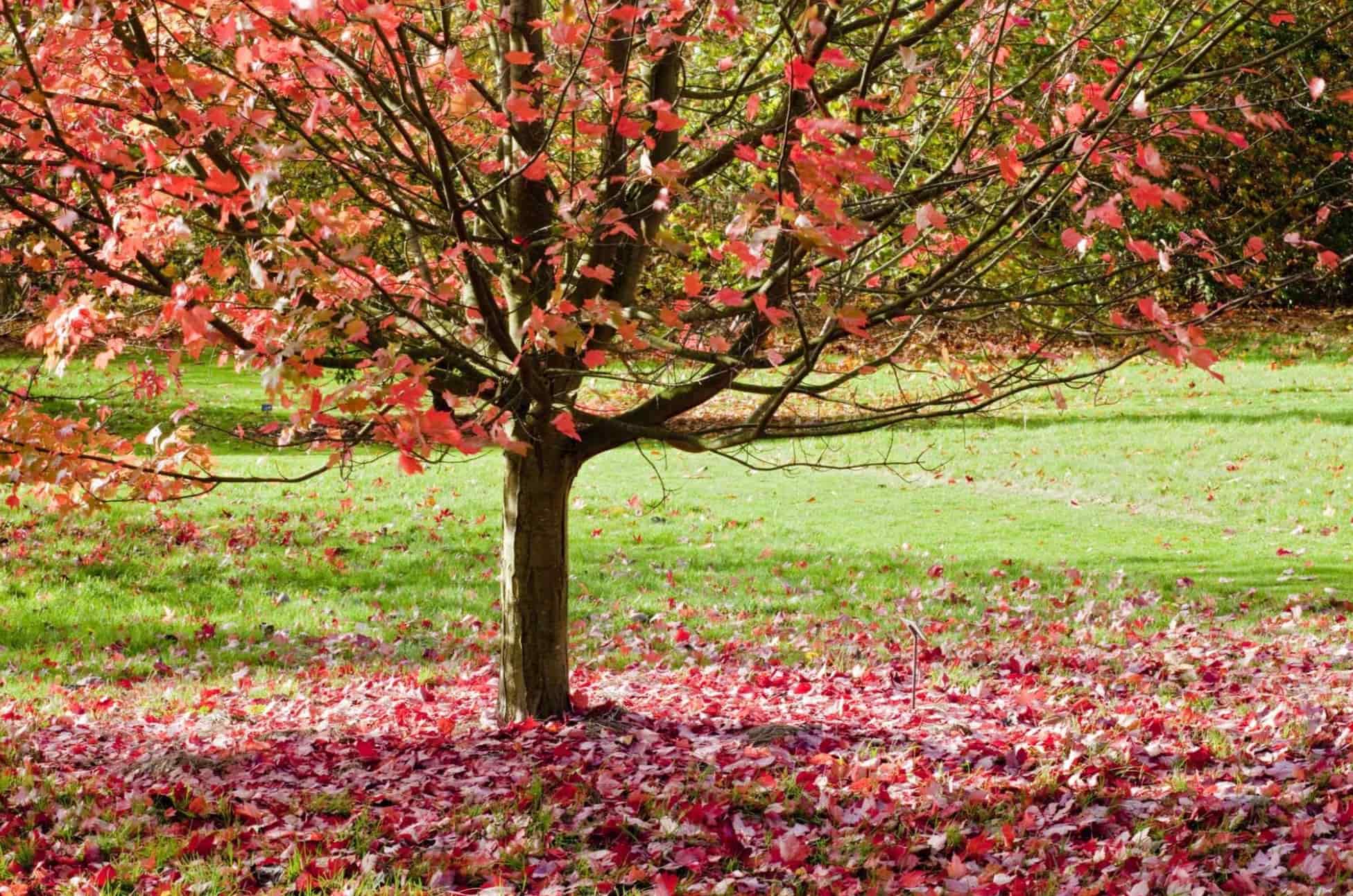 18 Autumn Purple Ash Tree Facts 