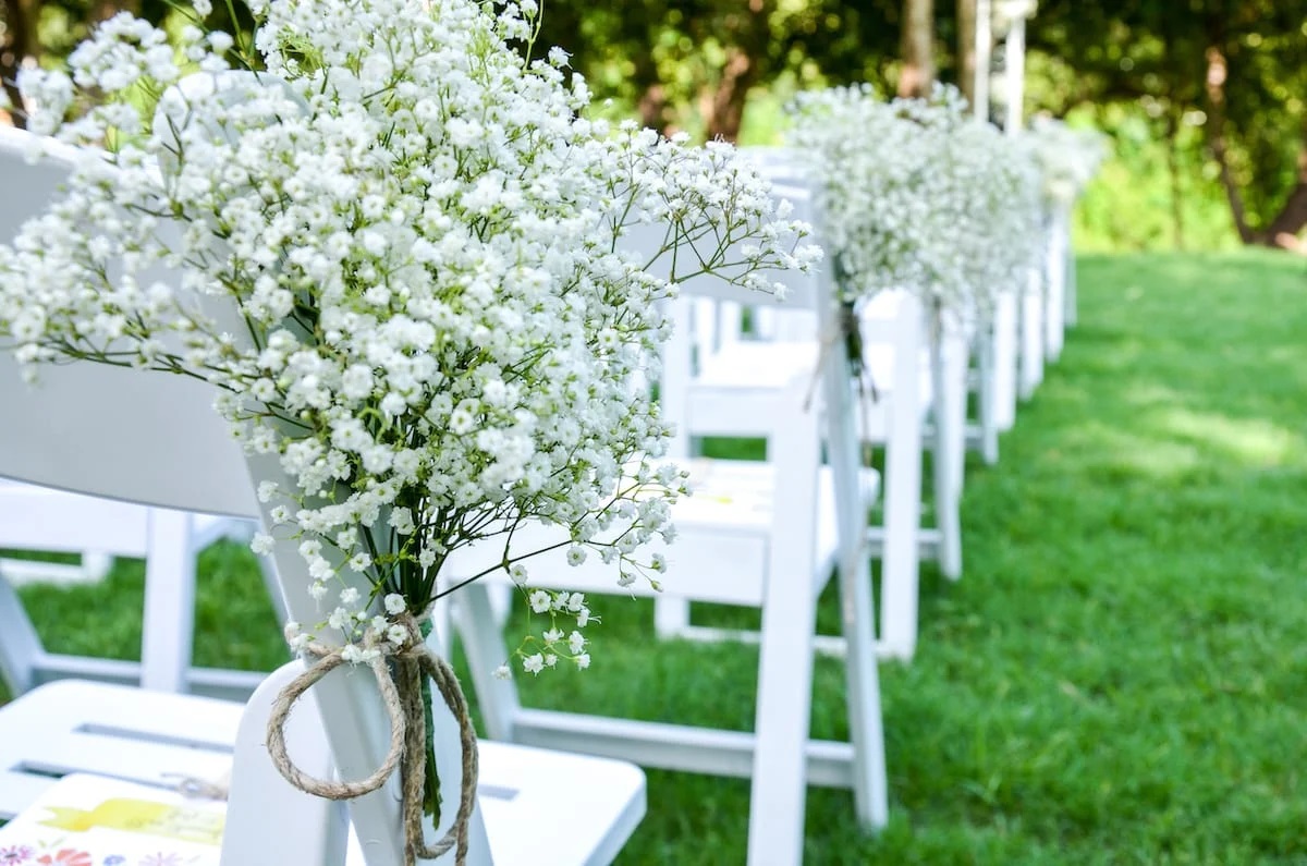 18 Baby Breath Flower Facts