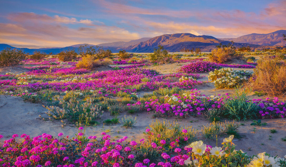 18-desert-wildflowers-facts