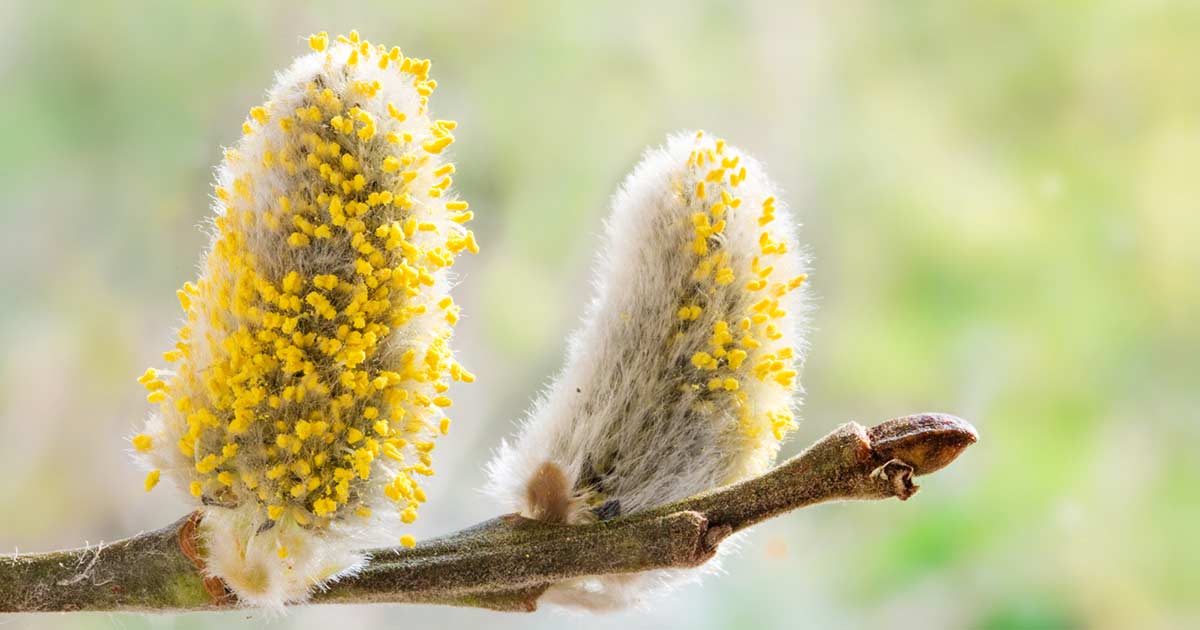 18 Facts About Pollen - Facts.net