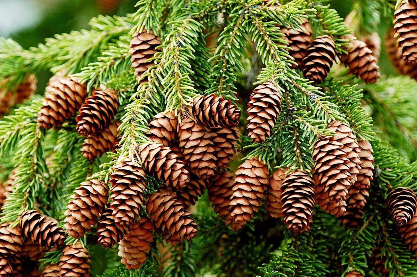 18-facts-about-spruce-trees