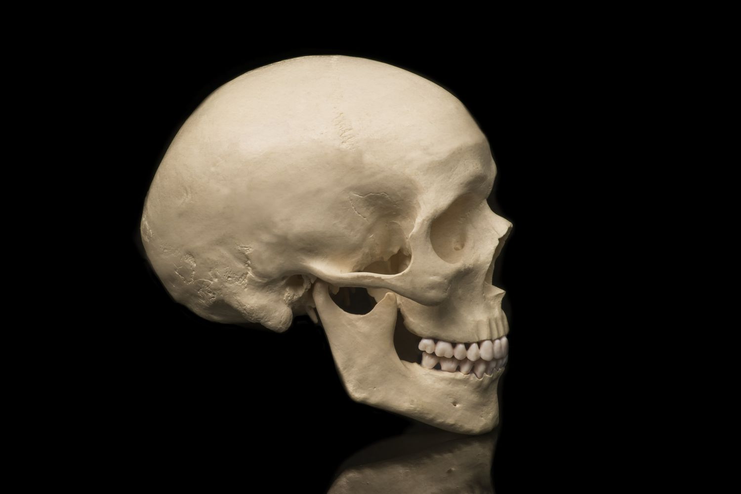 18-facts-about-the-cranium