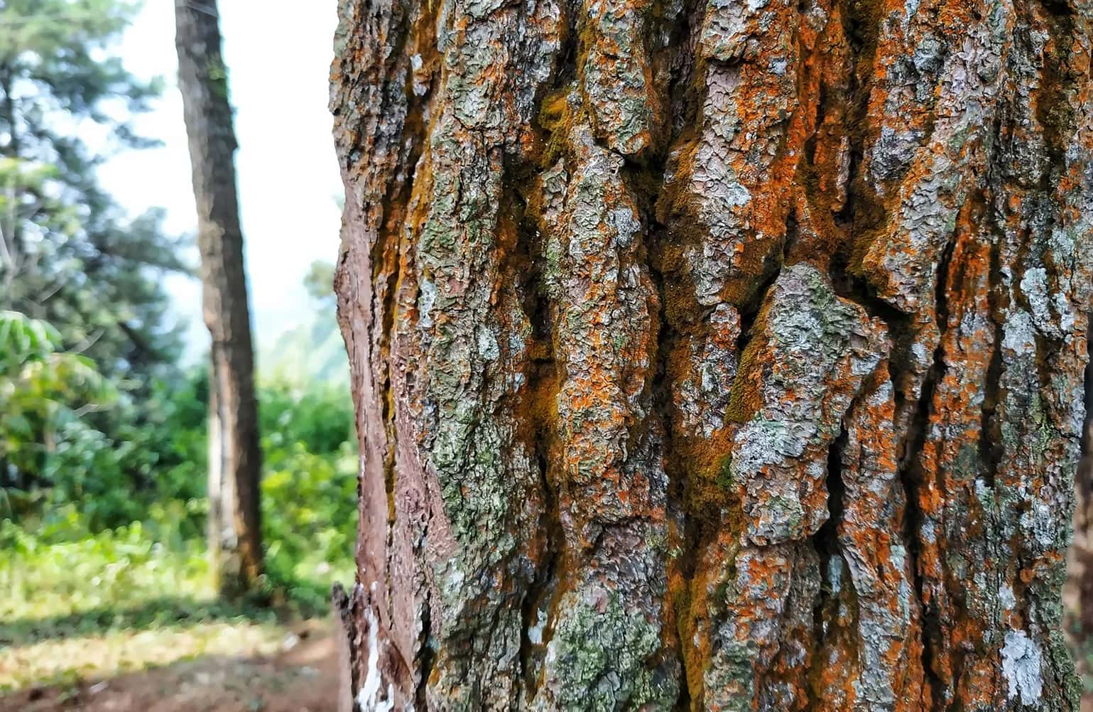 18-facts-about-tree-bark