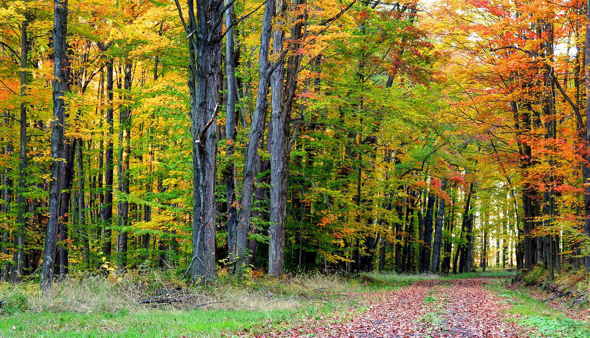 18-fun-facts-about-the-deciduous-forest-biome