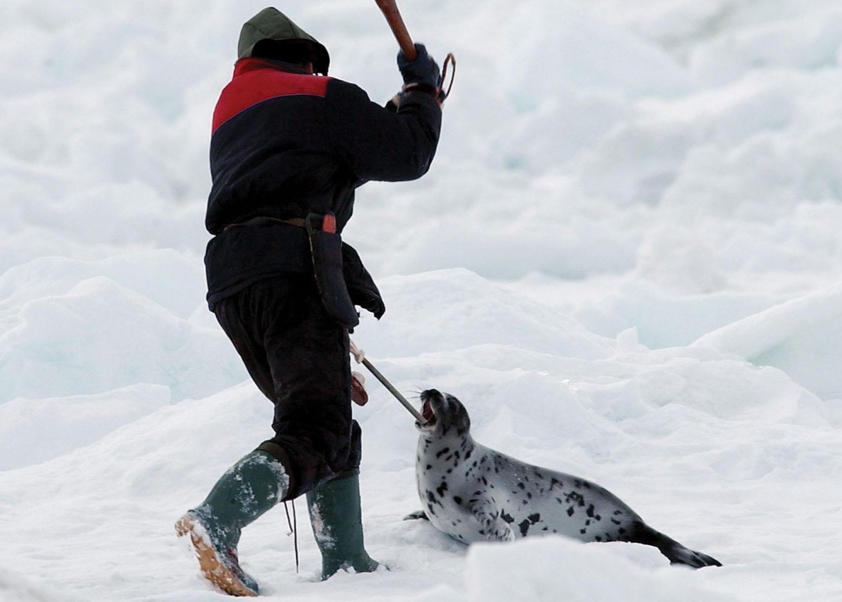 18-seal-hunting-facts
