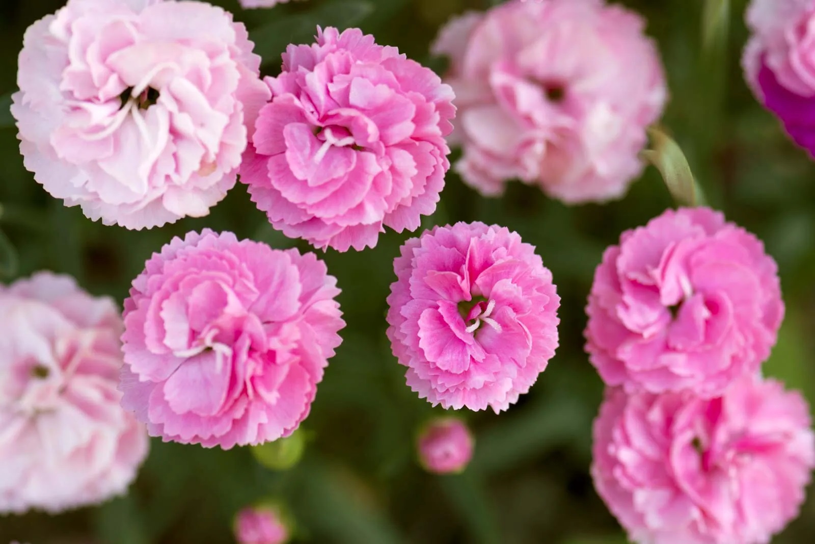 19-carnation-flower-facts