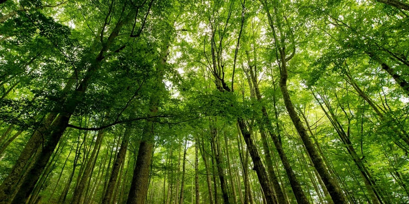 19-facts-about-sustainable-forests
